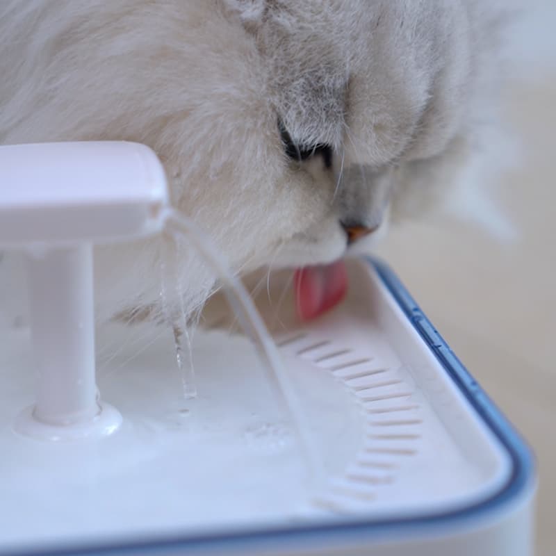 Factor Water Drinker for Cat Dog